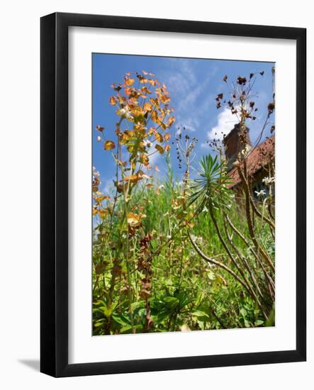 Garden Flowers-Tim Kahane-Framed Photographic Print