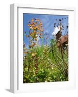 Garden Flowers-Tim Kahane-Framed Photographic Print