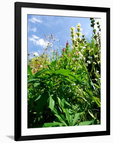 Garden Flowers-Tim Kahane-Framed Photographic Print