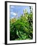 Garden Flowers-Tim Kahane-Framed Photographic Print