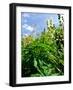 Garden Flowers-Tim Kahane-Framed Premium Photographic Print
