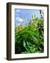 Garden Flowers-Tim Kahane-Framed Photographic Print