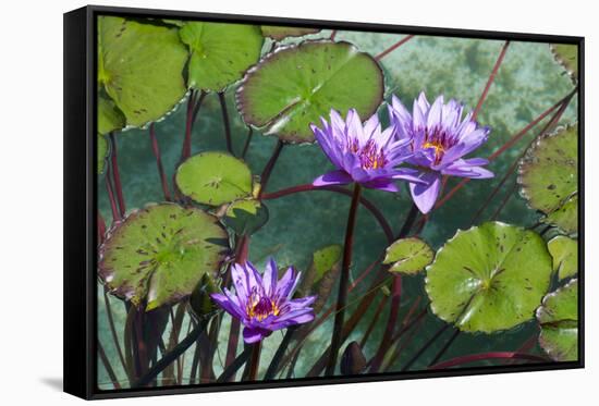 Garden Flowres-xdrew-Framed Stretched Canvas