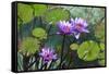 Garden Flowres-xdrew-Framed Stretched Canvas