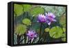 Garden Flowres-xdrew-Framed Stretched Canvas