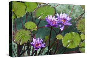 Garden Flowres-xdrew-Stretched Canvas