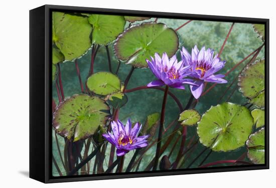 Garden Flowres-xdrew-Framed Stretched Canvas