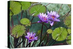 Garden Flowres-xdrew-Stretched Canvas