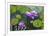 Garden Flowres-xdrew-Framed Photographic Print