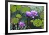 Garden Flowres-xdrew-Framed Photographic Print