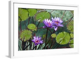 Garden Flowres-xdrew-Framed Photographic Print