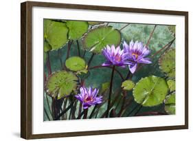 Garden Flowres-xdrew-Framed Photographic Print