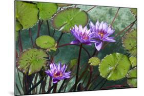 Garden Flowres-xdrew-Mounted Photographic Print