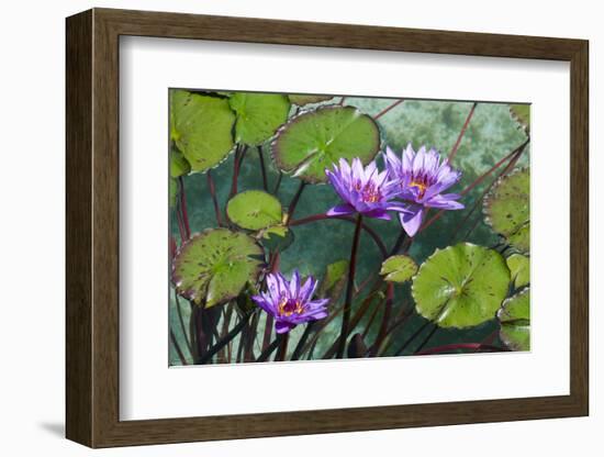 Garden Flowres-xdrew-Framed Photographic Print