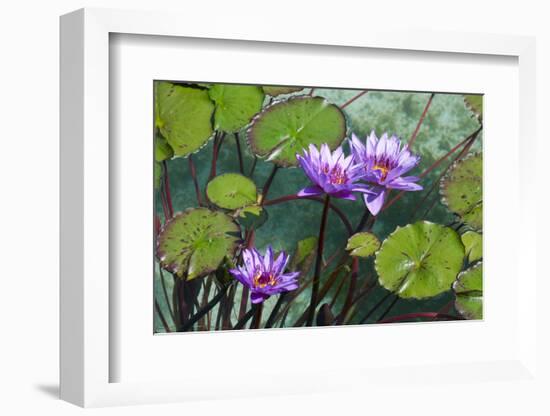 Garden Flowres-xdrew-Framed Photographic Print