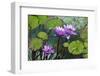 Garden Flowres-xdrew-Framed Photographic Print