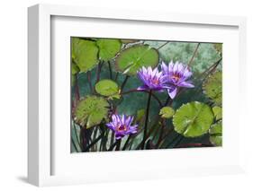 Garden Flowres-xdrew-Framed Photographic Print