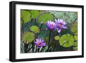 Garden Flowres-xdrew-Framed Photographic Print