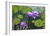 Garden Flowres-xdrew-Framed Photographic Print