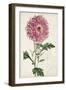 Garden Gems I-Curtis-Framed Art Print