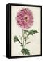 Garden Gems I-Curtis-Framed Stretched Canvas