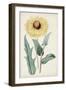 Garden Gems VIII-Curtis-Framed Art Print