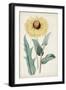 Garden Gems VIII-Curtis-Framed Art Print