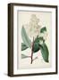 Garden Gems X-Curtis-Framed Art Print