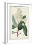 Garden Gems X-Curtis-Framed Art Print