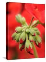 Garden Geranium New Flowers Breaking Bud, UK-Gary Smith-Stretched Canvas