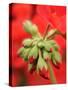 Garden Geranium New Flowers Breaking Bud, UK-Gary Smith-Stretched Canvas