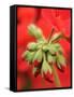 Garden Geranium New Flowers Breaking Bud, UK-Gary Smith-Framed Stretched Canvas