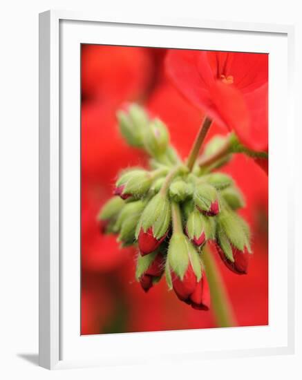 Garden Geranium New Flowers Breaking Bud, UK-Gary Smith-Framed Photographic Print