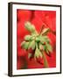 Garden Geranium New Flowers Breaking Bud, UK-Gary Smith-Framed Photographic Print