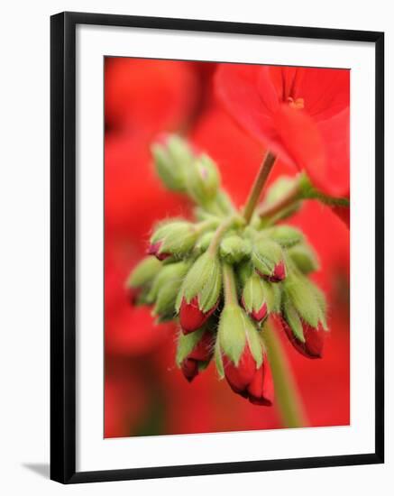 Garden Geranium New Flowers Breaking Bud, UK-Gary Smith-Framed Photographic Print