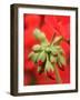 Garden Geranium New Flowers Breaking Bud, UK-Gary Smith-Framed Photographic Print