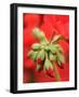 Garden Geranium New Flowers Breaking Bud, UK-Gary Smith-Framed Photographic Print