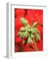 Garden Geranium New Flowers Breaking Bud, UK-Gary Smith-Framed Photographic Print