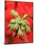 Garden Geranium New Flowers Breaking Bud, UK-Gary Smith-Mounted Photographic Print