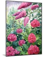 Garden Hydrangeas and Buddleia-Christopher Ryland-Mounted Giclee Print