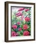 Garden Hydrangeas and Buddleia-Christopher Ryland-Framed Giclee Print