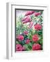 Garden Hydrangeas and Buddleia-Christopher Ryland-Framed Giclee Print