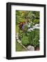 Garden in full bloom, Sammamish, Washington State-Darrell Gulin-Framed Photographic Print