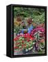 Garden in full bloom with blue chair, Sammamish, Washington State-Darrell Gulin-Framed Stretched Canvas
