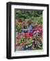 Garden in full bloom with blue chair, Sammamish, Washington State-Darrell Gulin-Framed Photographic Print