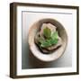 Garden Leaf-Glen and Gayle Wans-Framed Giclee Print