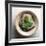 Garden Leaf-Glen and Gayle Wans-Framed Giclee Print