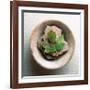 Garden Leaf-Glen and Gayle Wans-Framed Giclee Print