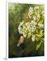 Garden Life-Bruce Nawrocke-Framed Art Print