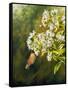 Garden Life-Bruce Nawrocke-Framed Stretched Canvas